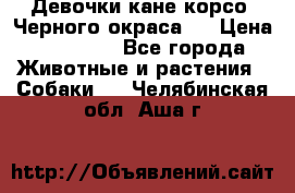 Девочки кане корсо. Черного окраса.  › Цена ­ 65 000 - Все города Животные и растения » Собаки   . Челябинская обл.,Аша г.